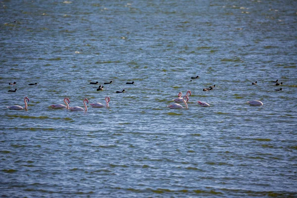 Flamingos treiben auf dem Wasser — Stockfoto