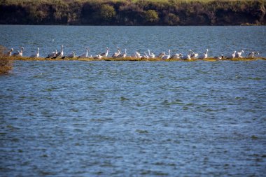 Yunanistan 'ın Porto Lagos kenti yakınlarında pelikanlar dinleniyor