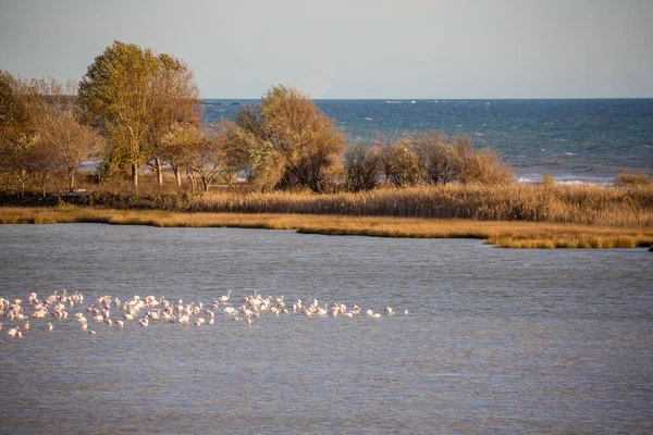 Énormes Bandes Pélicans Reposent Sur Haut Fond Lac Karatza Dimou — Photo