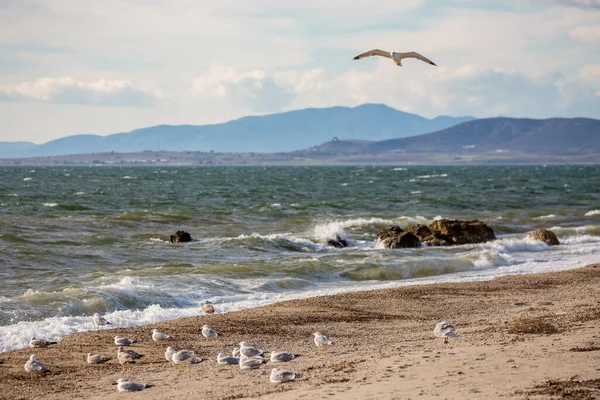 Una Gaviota Volando Sobre Una Bandada Gaviotas Descansando Playa Mirando — Foto de Stock