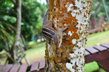 Sincap, hayvan, doğa, yaz