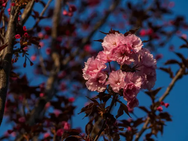 Fleurs Roses Sur Arbre — Photo