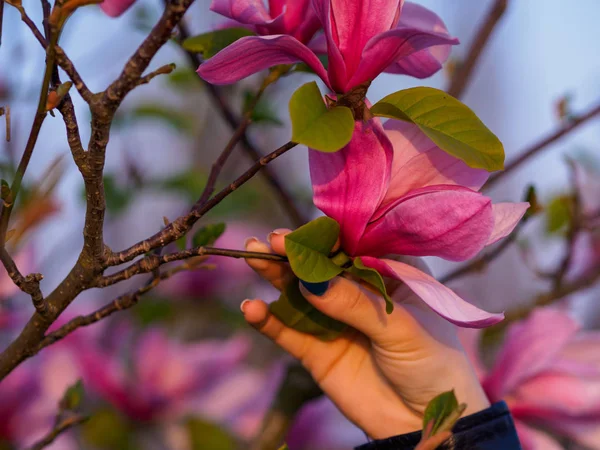 Hand Hält Einen Zweig Einer Blühenden Magnolie — Stockfoto