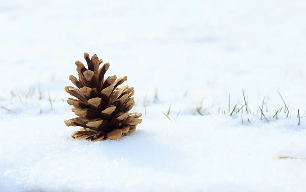 Cono Naturale Marrone Sdraiato Sulla Neve Nella Foresta Invernale — Foto Stock