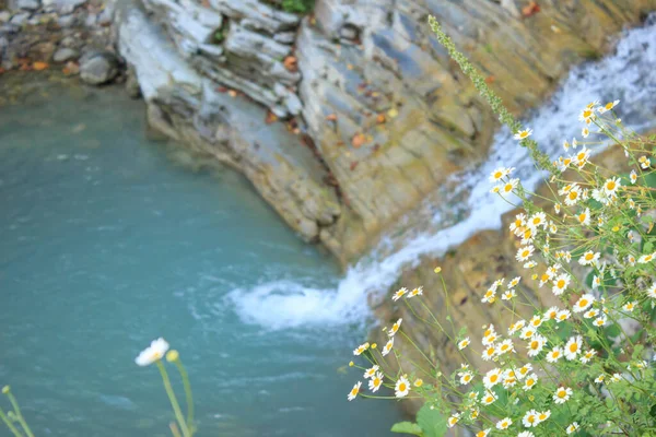 Flores Camomila Florescem Borda Penhasco Perto Uma Cachoeira Montanha Cascata — Fotografia de Stock