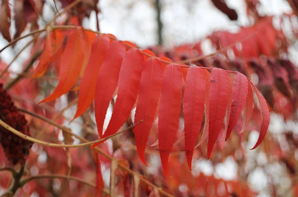 Röda blad från en sumakväxt. Stockbild