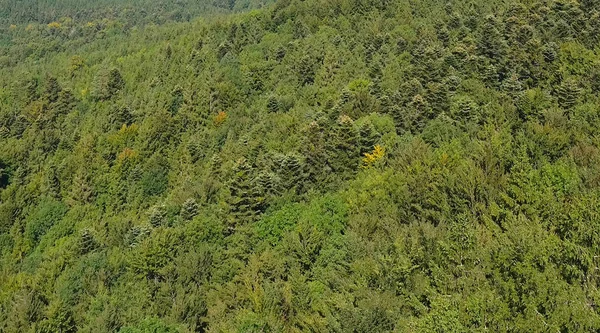 Avrupa orman havacılık manzarası.