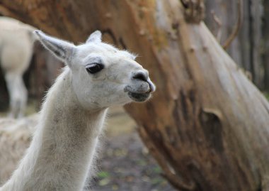 Beyaz lama bir hayvanın portresi.