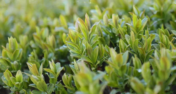 Küçük yapraklı, arka planda bahçe çalı ağaçları..