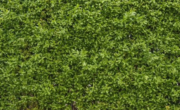 Texture Des Buissons Jardin Dans Les Feuilles — Photo