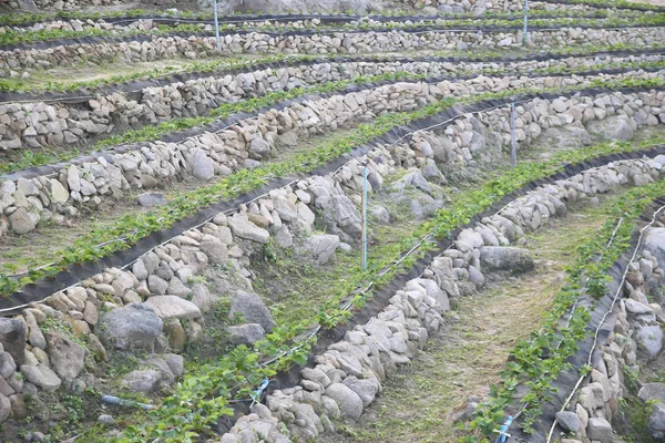 Stock Photo Le jardinier dans le champ de fraises avec brume matinale et montagne stratifiée comme arrière-plan — Photo