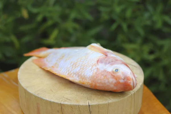Foto de stock pescado fresco listo para cocinar —  Fotos de Stock