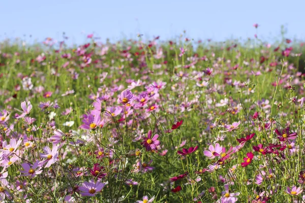 Arka plan bulanık ile stok fotoğraf Cosmos çiçek (Cosmos Bipinnatus) — Stok fotoğraf