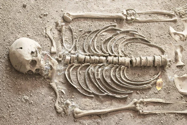 Foto de stock - exploración del esqueleto humano antiguo —  Fotos de Stock