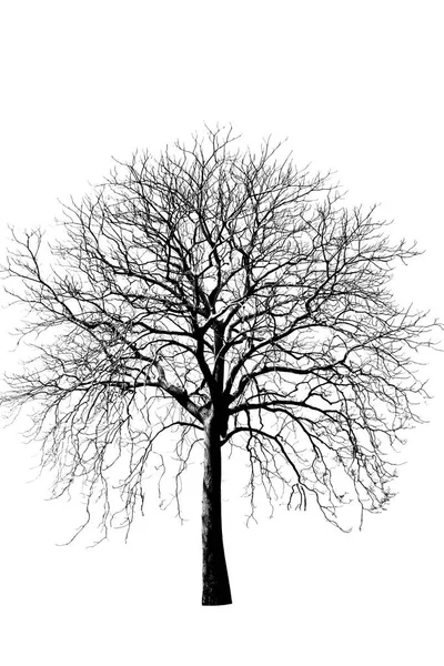 Foto D'archivio - Perso un grande albero essiccato - isolato su dorso bianco — Foto Stock