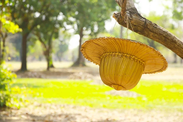 Stock Photo - palm leaf hat thai farmer hat hanging on a branch — Stock Photo, Image