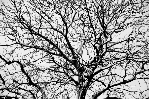 Stock Photo - Perdu un grand arbre séché - isolé sur fond blanc — Photo