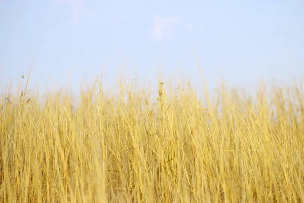 Стокове фото - Квіткова трава і блакитне небо — стокове фото