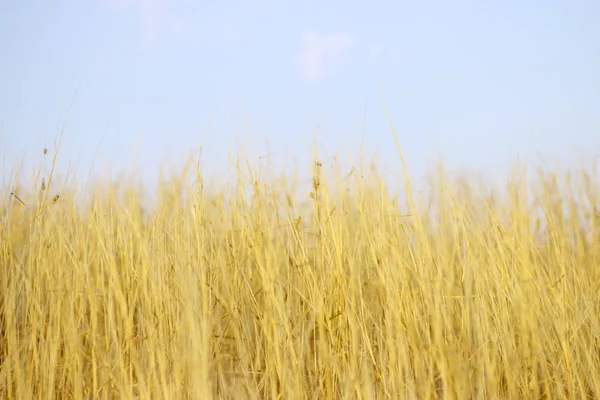 Stock Photo - Flower grass and blue sky — Stock Photo, Image