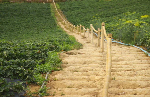 Stock Photo - Walkway and track at tropical forest — Stock Photo, Image