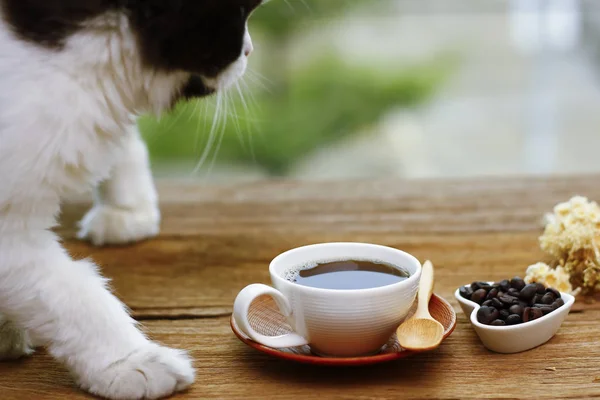 Foto de Stock - gato se encuentra en la mesa junto a la taza de café en —  Fotos de Stock