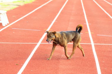 Hazır fotoğraf - köpek yaz aylarında spor Stadı'nda çalışan