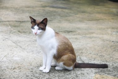 Hazır Fotoğraf - şirin kedi Bangkok şehir, Tayland