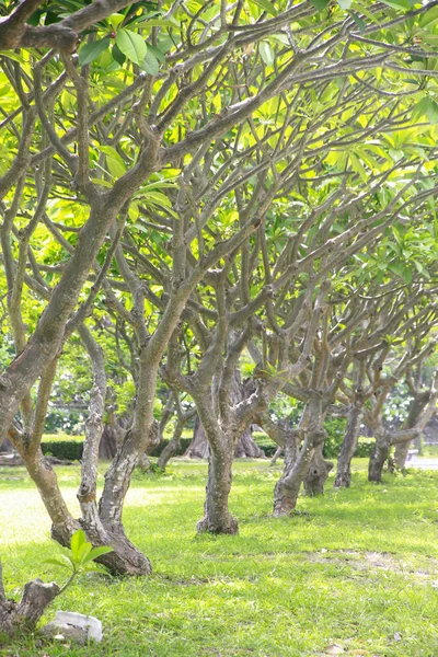 포토-오래 된 녹색 plumeria 나무 터널 — 스톡 사진