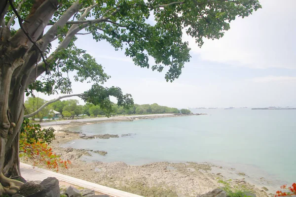 Foto stock - Vista do mar de debaixo de uma árvore — Fotografia de Stock