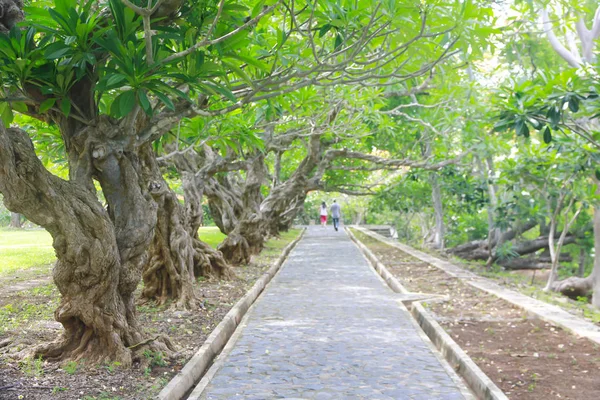 Stockfoto - oude groene plumeria bomen tunnel — Stockfoto