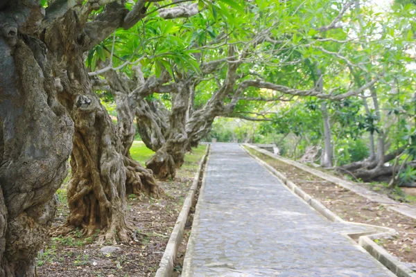 Stockfoto - oude groene plumeria bomen tunnel — Stockfoto