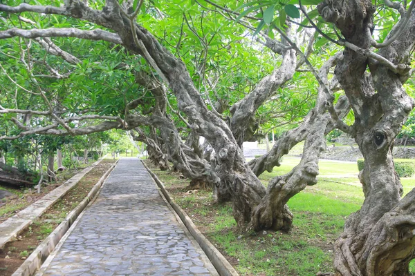 Stockfoto - gamla gröna plumeria träd tunnel — Stockfoto