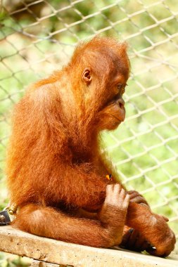 Hazır Fotoğraf - sevimli orangutan bebek