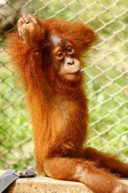 Hazır Fotoğraf - sevimli orangutan bebek