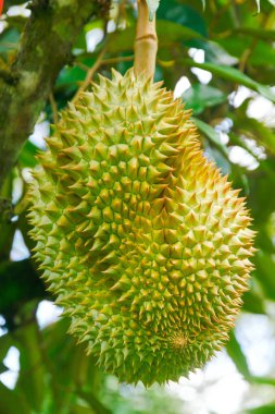 Stok fotoğraf - Durian, brunch Ağaçta asılı meyve kralı