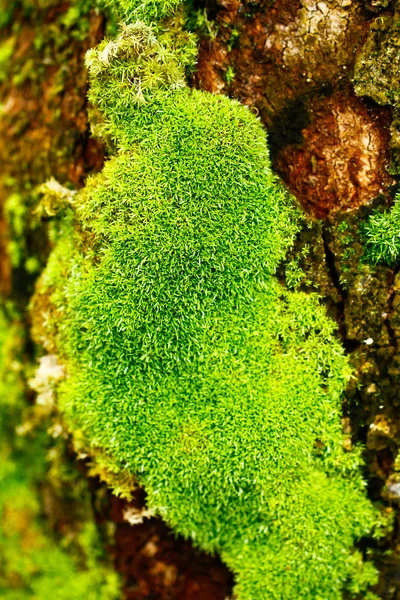 Foto de stock - musgo verde inusual en el bosque —  Fotos de Stock