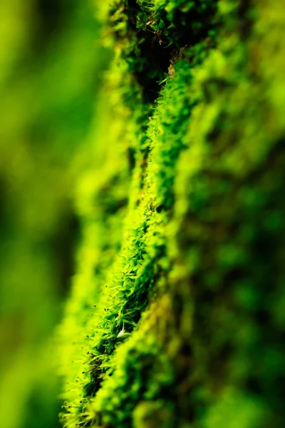 Stock Photo - Mousse verte insolite dans la forêt — Photo