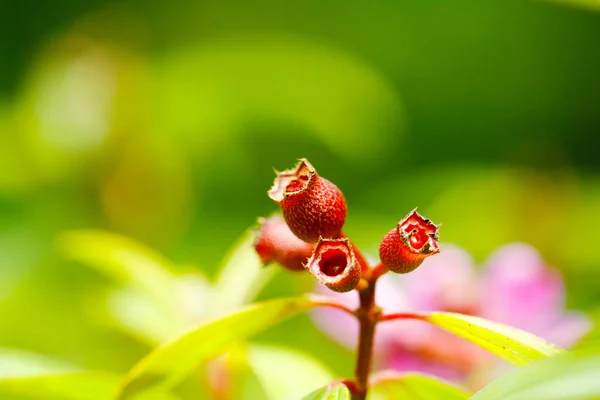 Stok fotoğraf - yakın bilberries ormandaki bir kopya alanı ile — Stok fotoğraf