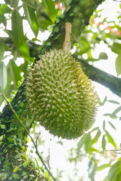 Foto stock - Durian, rei da fruta pendurada na árvore brunch — Fotografia de Stock