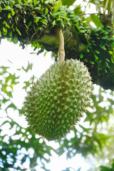 Archivbild - Durian, König der Früchte, hängt am Brunch-Baum — Stockfoto