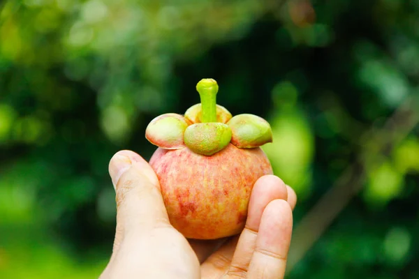 Фото со склада - свежие фрукты мангостина под рукой — стоковое фото