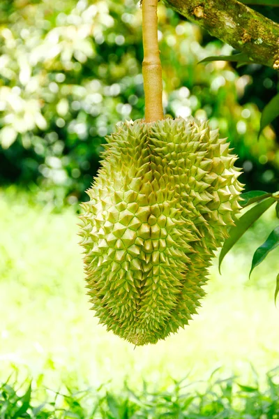 Foto de stock - Durian, rey de la fruta colgando en el árbol del almuerzo — Foto de Stock