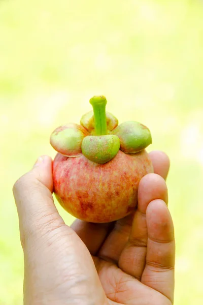 Stock Photo - verse mangosteenvrucht aan kant — Stockfoto