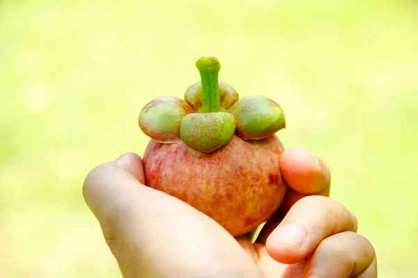 Стокове фото - свіжі манго тринадцять фруктів на руці — стокове фото