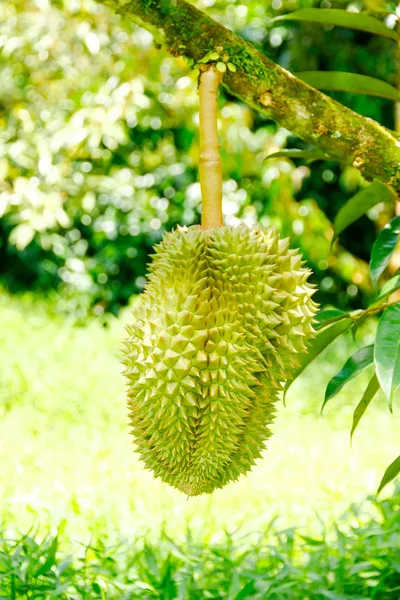 Foto de stock - Durian, rey de la fruta colgando en el árbol del almuerzo — Foto de Stock