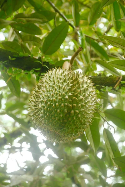 Foto stock - Durian, rei da fruta pendurada na árvore brunch — Fotografia de Stock
