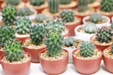 Hazır Fotoğraf - kaktüs bulanık doğa backgro ile tencerede yakından