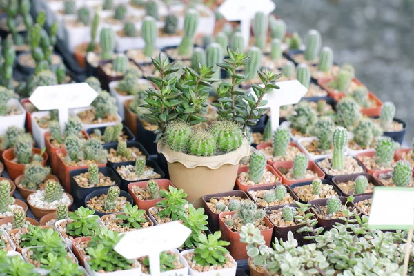 Foto de stock - Primer plano de cactus en maceta con la naturaleza borrosa backgro —  Fotos de Stock