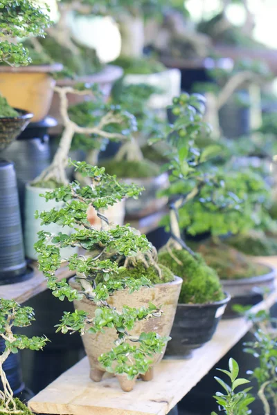 Stock Photo - bonsai tree, miniature banyan tree — Stock Photo, Image