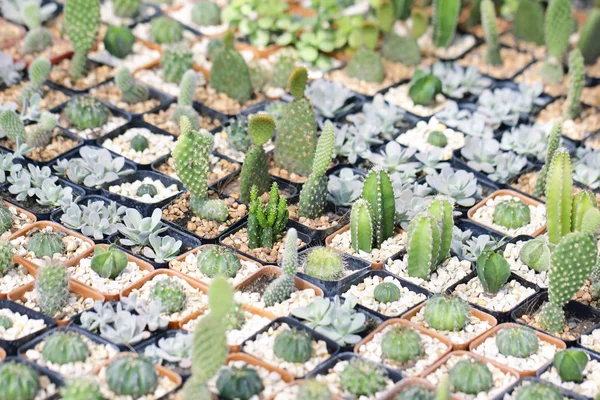 Foto de stock - Primer plano de cactus en maceta con la naturaleza borrosa backgro —  Fotos de Stock